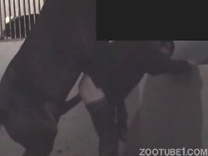 Black horse uses its penis to fuck the guy's ass