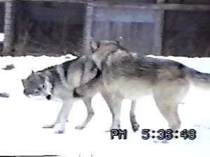Wolves fucking like crazy in an outdoor porn mov