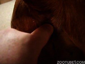 Dude fingering a dog's butthole in a POV scene