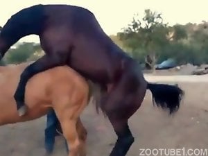 Brown stallion fucking a horny mare from behind