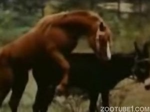 Sexy brown stallion fucking a black donkey here