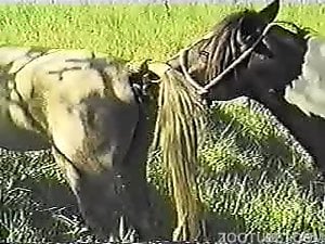 Sexy horse fucking a submissive pony from behind