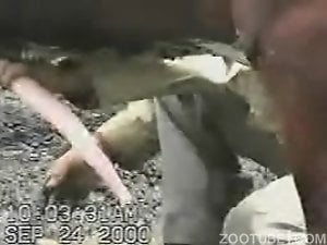 Growing animal penis gets stroked by a male zoophile