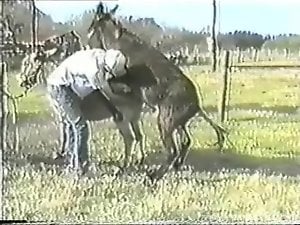 Impressive outdoor fucking with two sexy donkeys