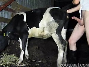 Farmer dude fucks a sexy cow with his meaty penis