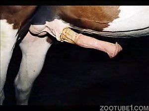 Awesome horse cock showcase with the best dicks