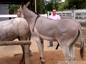 Donkey penis fucking a mare pussy from behind