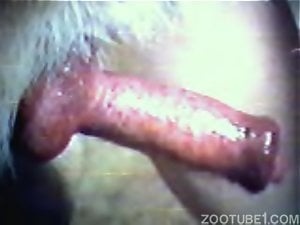 Sexy animal penis punishing that zoophilic hole