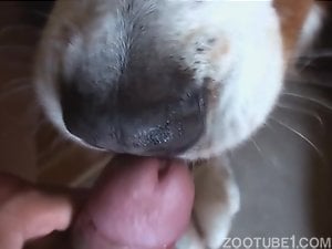 Sexy animal lover gets his BBC licked by a mutt