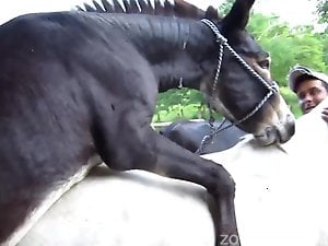 Black stallion banging a white mare from behind