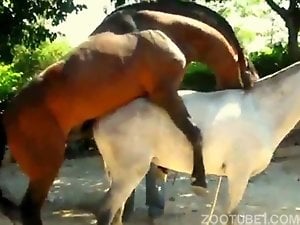 Skanky white mare getting fucked by a brown stallion