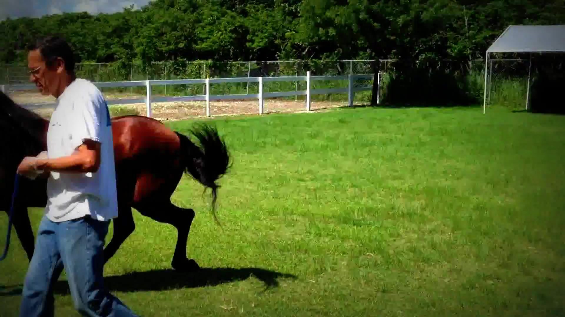 animalsex src horse Zoophilic dude watches two horses fucking each other