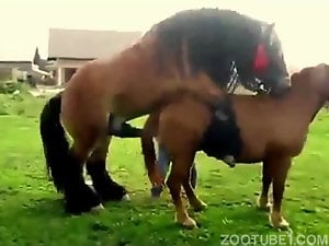 Amazing stallion fucking a horny mare outdoors