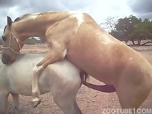 Brown stallion fucking a white mare's hot pussy
