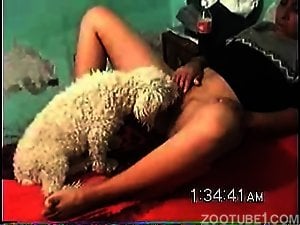 White dog licking this zoophile's wet pussy on cam