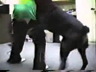 Big Booty Porn Dog - Big booty zoophile gets fucked from behind by a dog