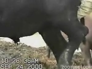 Awesome zoophile porn movie focusing on a huge cock