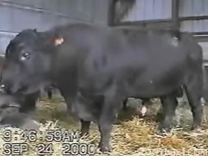 Sexy bull showing its stiffening penis on hidden cam
