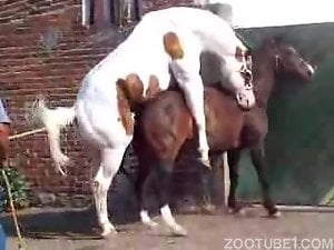 White stallion mounts and fucks a brown mare