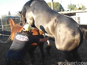 Two horses enjoying hardcore outdoor bestial sex
