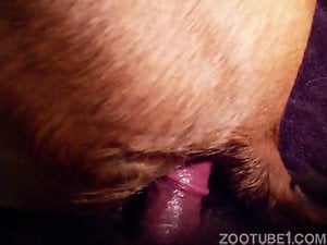 Dude uses his hard cock to fuck a submissive dog
