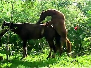 Brown mare getting sexually dominated by a stallion