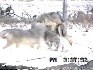 Two wolf couples enjoying swinger sex in the snow