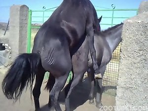 Black horses indulge in hardcore fucking here