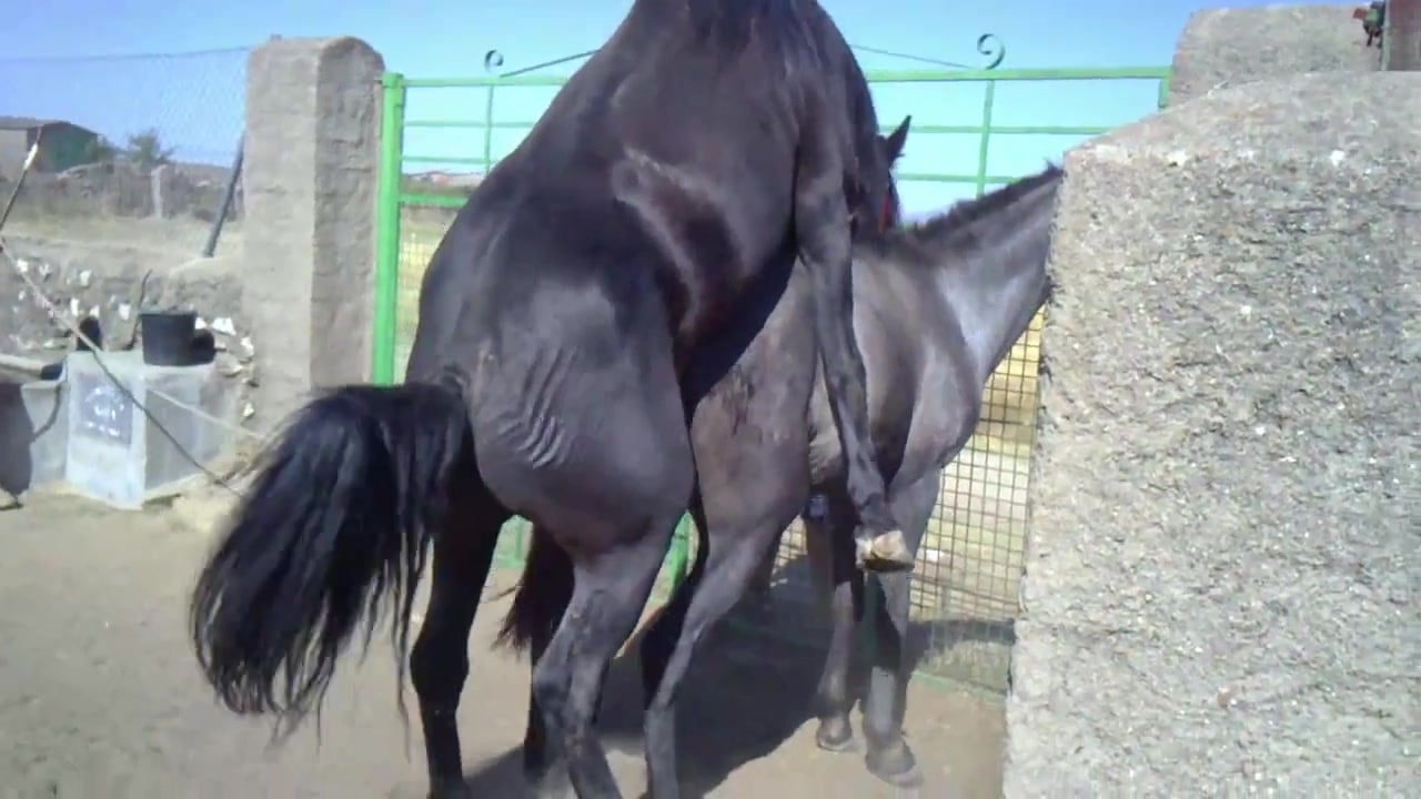 Cavalos Pretos Praticando Sexo Hardcore Com Ajuda De Humanos