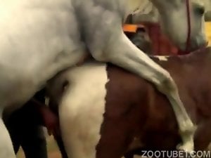 Horse harshly fucks the tight pussy of a horny mare