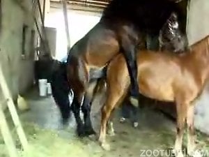 Horses with hot bodies end up fucking like mad