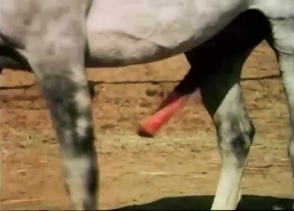 Horse cock