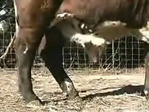 Men Fucking Female Cows - Man and Animals Porn Videos / Top / Page 2 / Zoo Tube 1