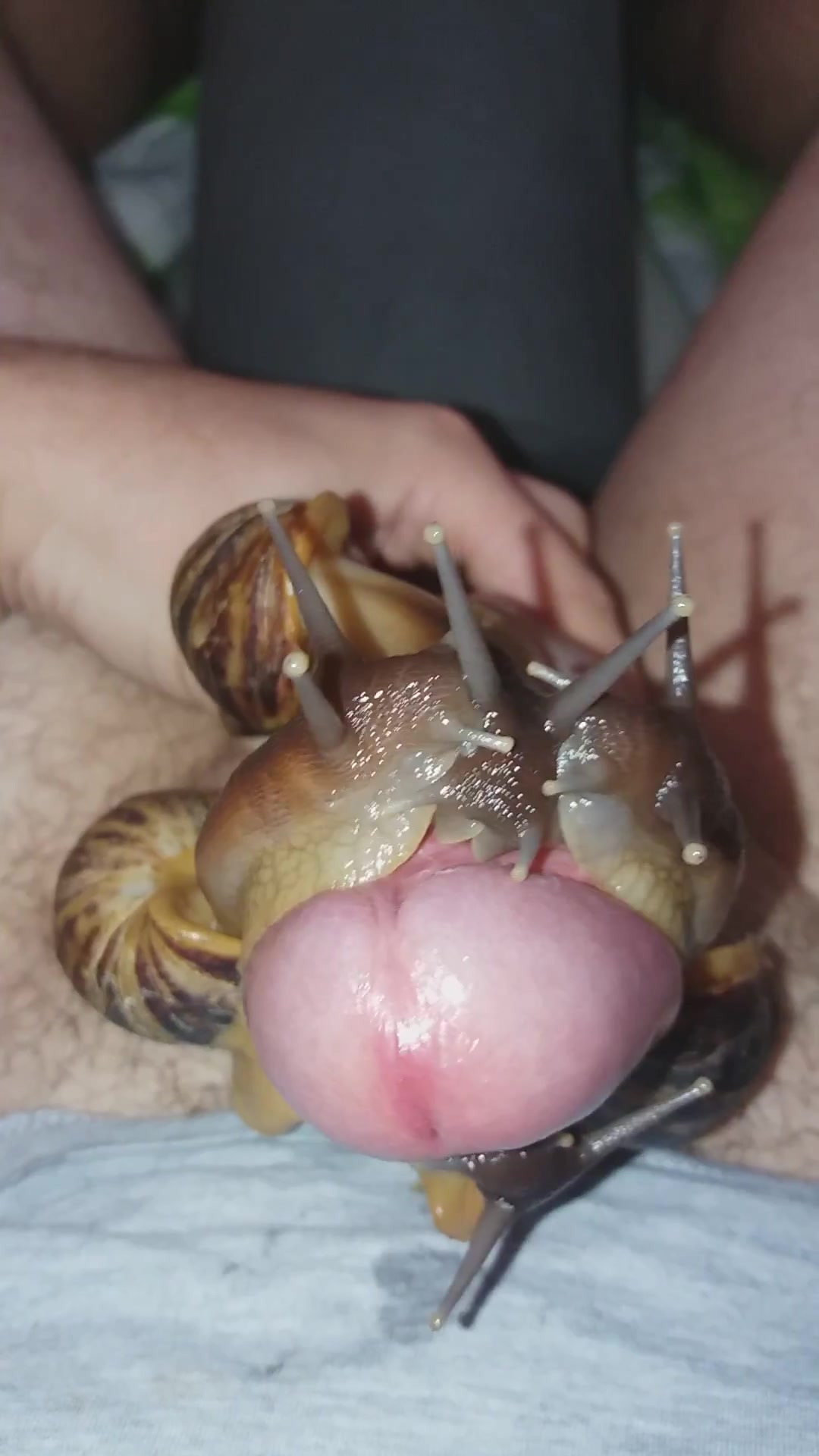 Snail Porn - Few snails but big cumshot / Zoo Tube 1