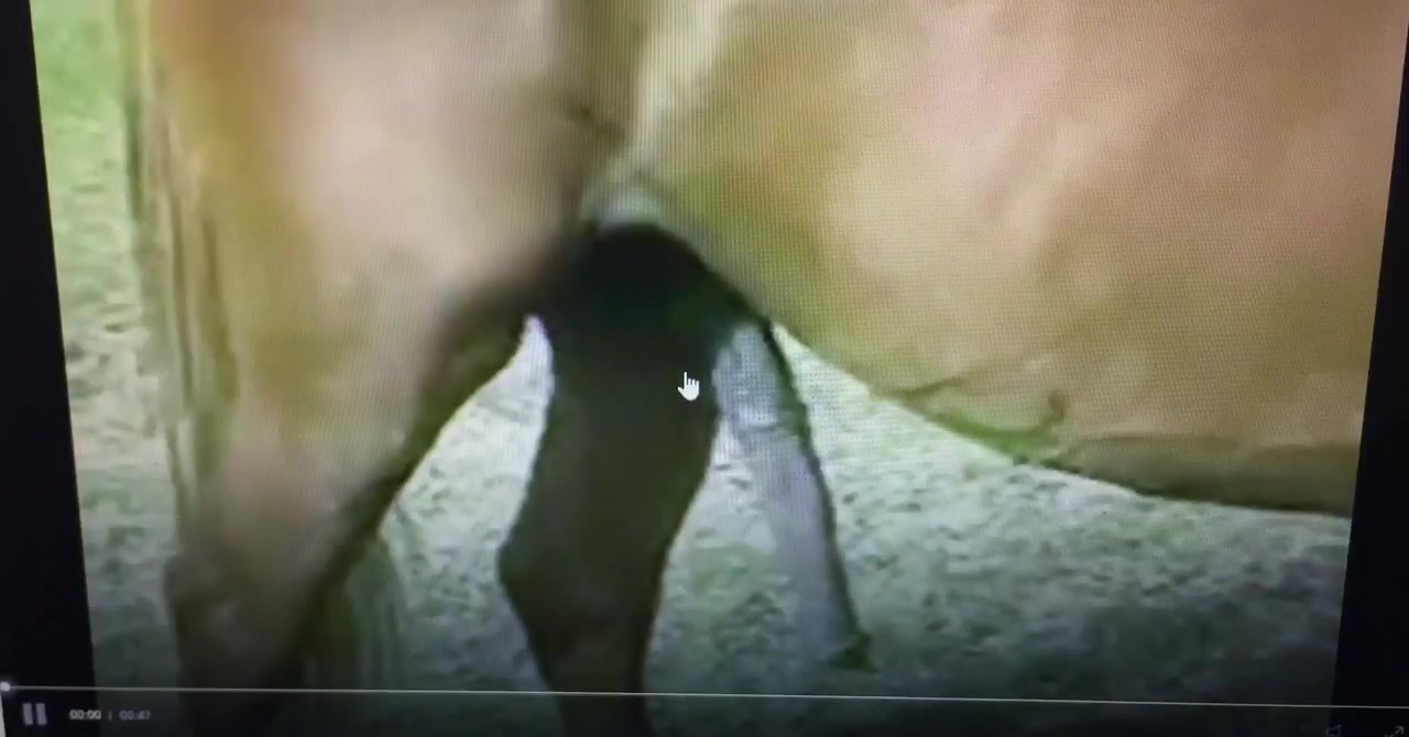 Man swallows horse's cum