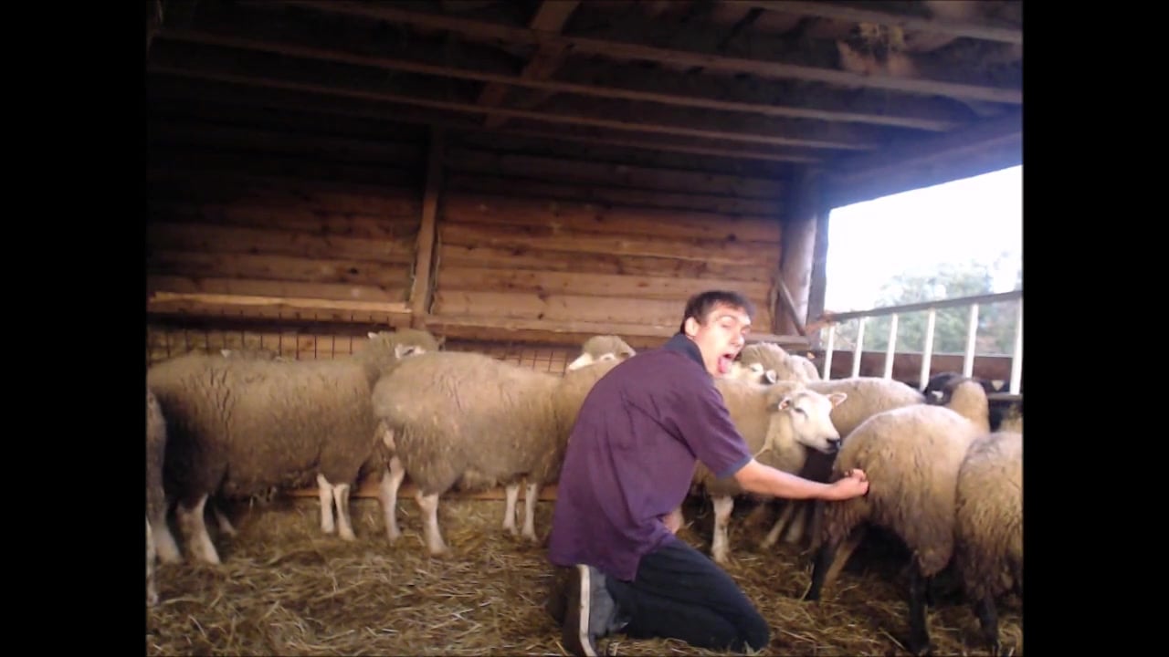 1280px x 720px - Amateur perverted boy fingering sheep in the pussy / Zoo Tube 1