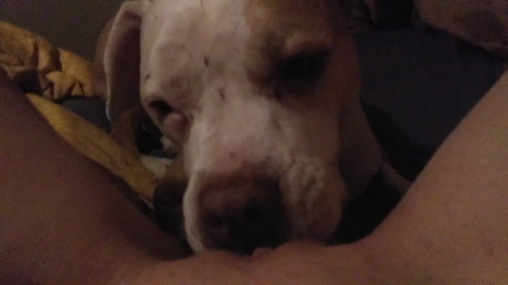 Cachorro fode sua dona