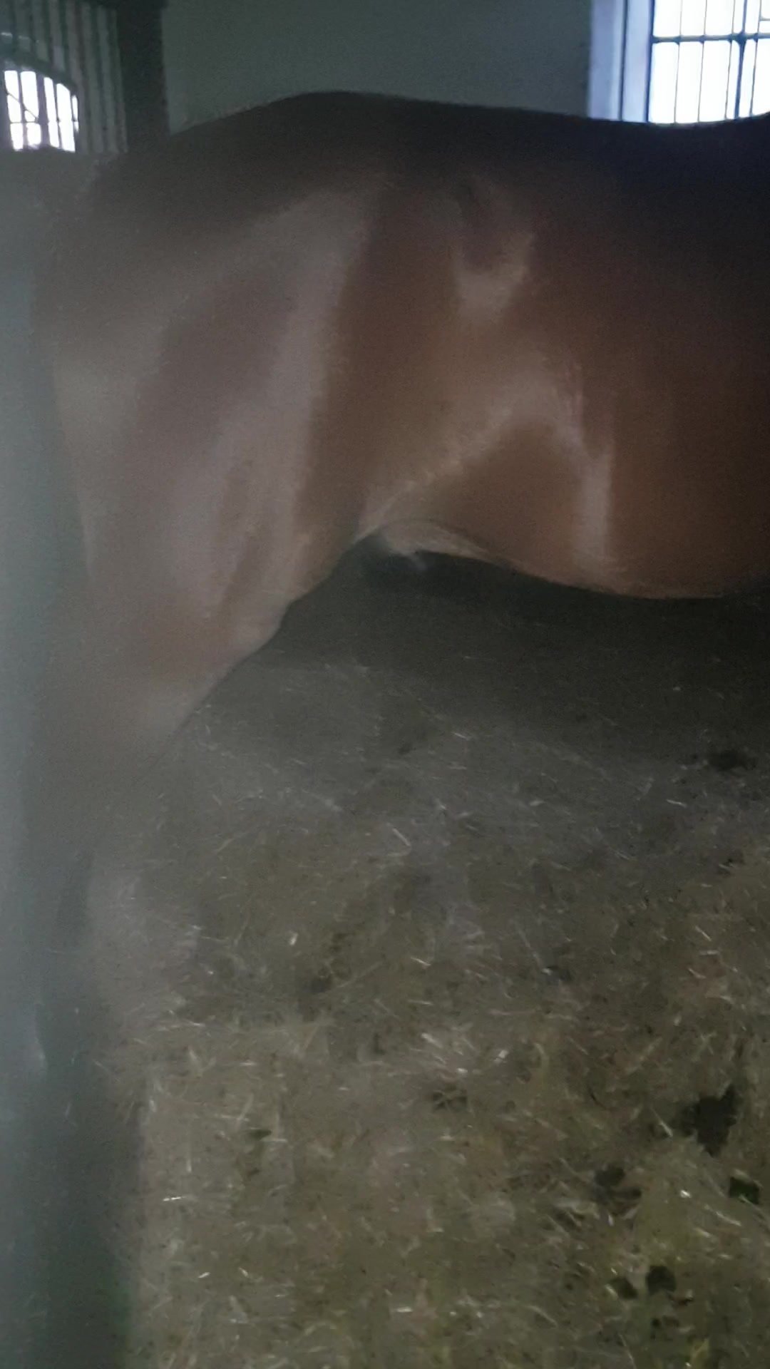 1080px x 1920px - Real Horse Pissing now 2018 / Zoo Tube 1