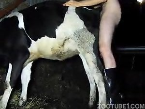 Zoophilia Search Results for Cow