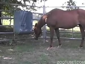 Horse pussy creampie