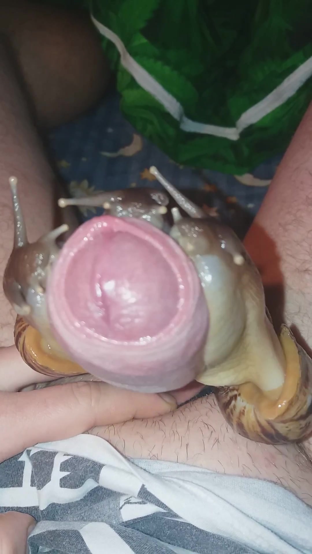Snail sex