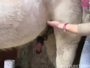 Cock handjob horse Woman is