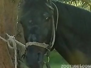 Piss Horse blowjobs
