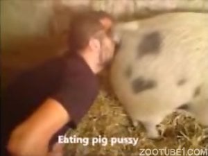 eating pig pussy