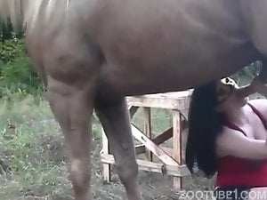 300px x 225px - Horse Porn Videos / Page 2 / Zoo Tube 1