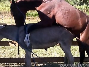 Horny horse breeding a female donkey