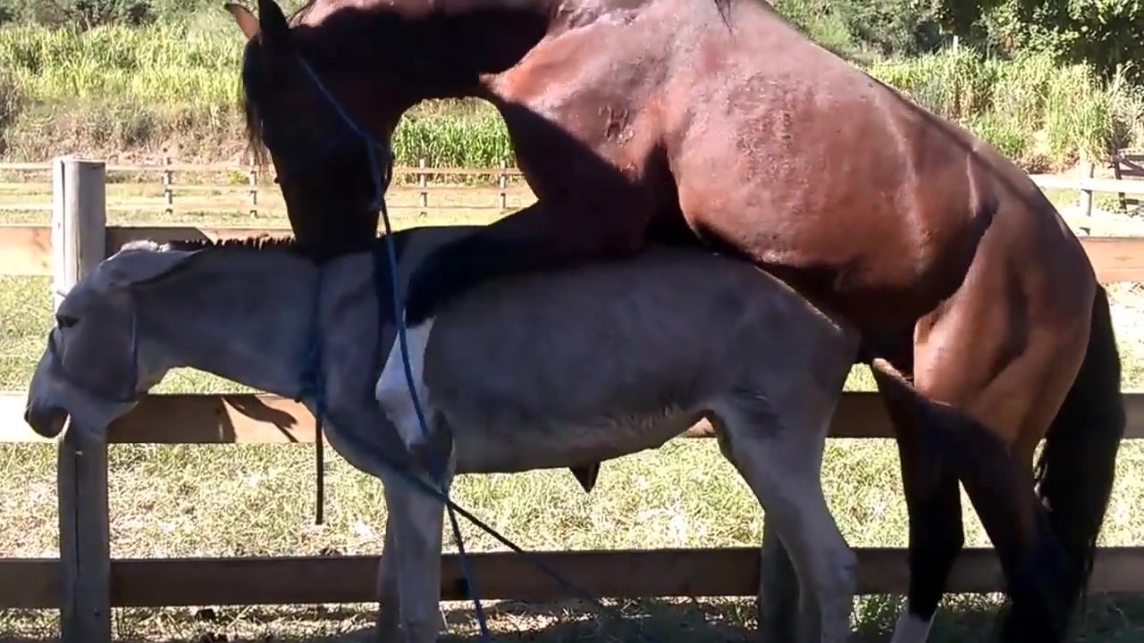 Horny horse breeding a female donkey / Zoo Tube 1