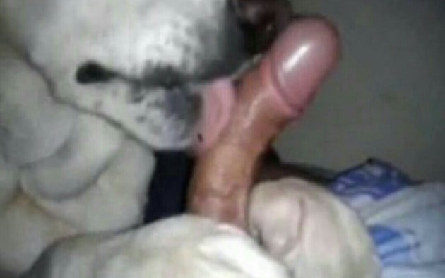 Dog sucking his owner dick until he cums / Zoo Tube 1