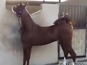 Horse Mating Comic Porn - HORSE BREEDING MY CUNT IN A BARN / Zoo Tube 1