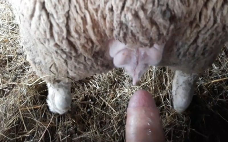 Video de homem fazendo sexo com ovelhas